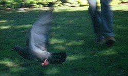 Scoundrel scaring bird in New York park